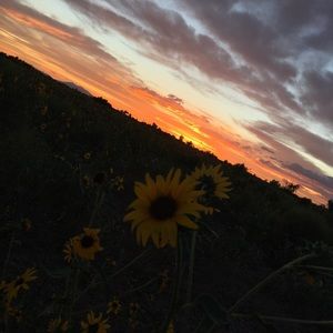 Meet your Posher, Sierra